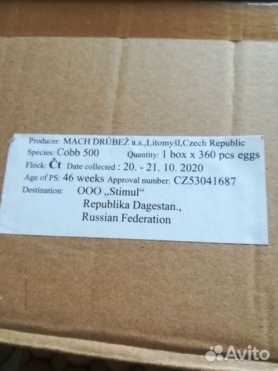 Инкубационное яйцо