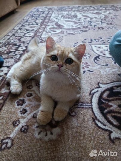 Кошка в добрые руки