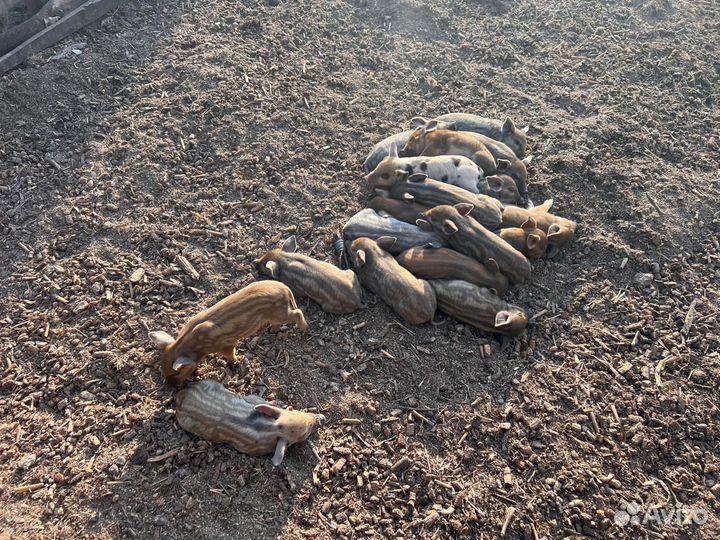 Продаю поросят