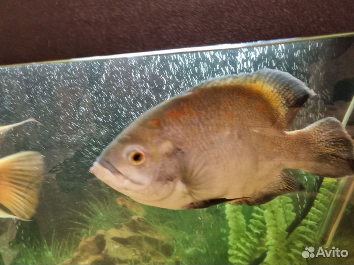 Аквариум с рыбками