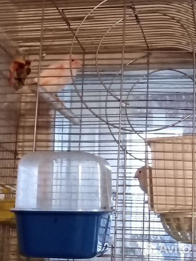 Кенара и канарейки