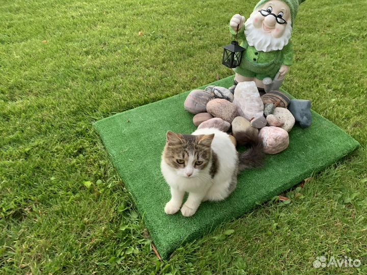 Кошка в добрые руки