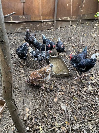 Куры домашние