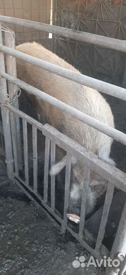 Хряк на племя