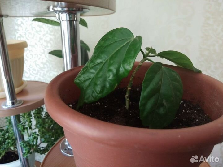 Гибискус китайская роза