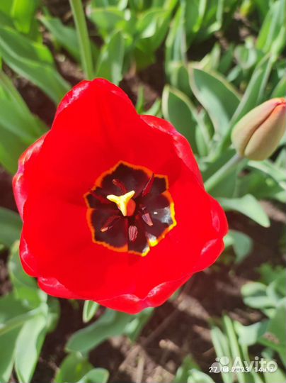 Луковицы тюльпана