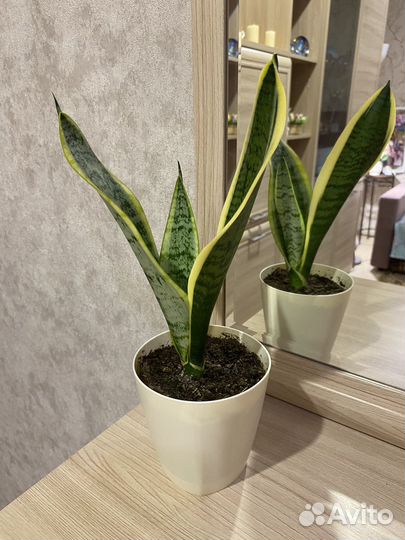 Сансевиерия Лауренти, щучий хвост