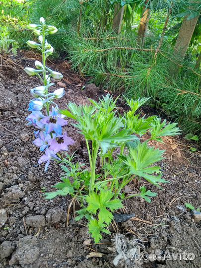 Дельфиниум саженцы