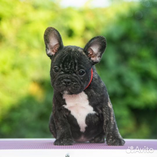 Две девочки- две красавицы