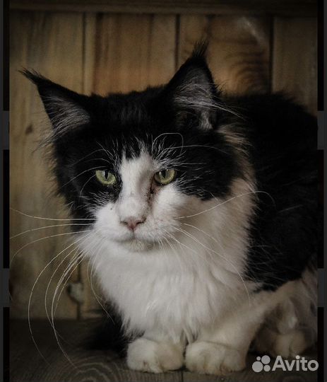 Кошки и котики в дар