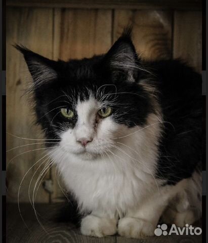 Кошки и котики в дар