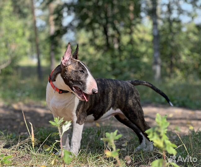 Щенок стандартного бультерьера