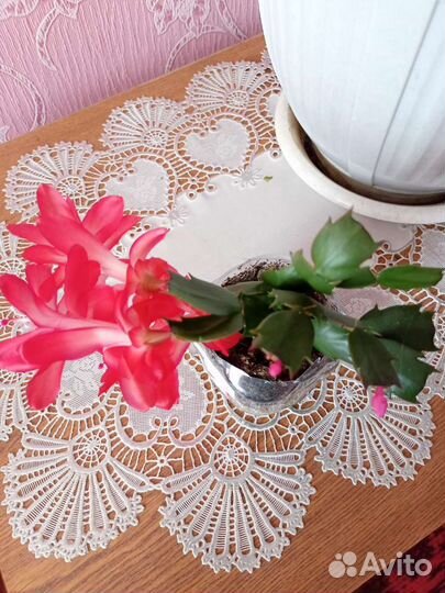 Декабрист, Гиппеаструм в наличии 5 штук