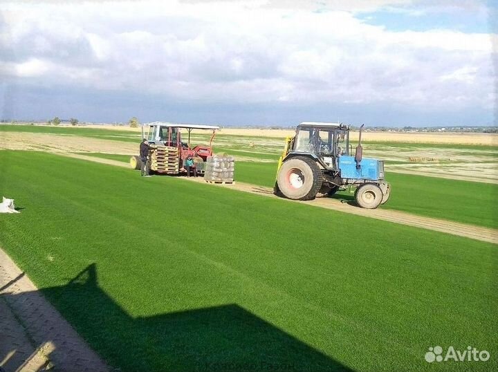 Газон с собственного поля