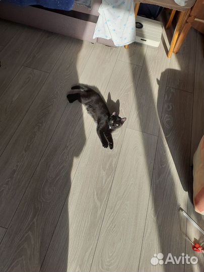 Кошка