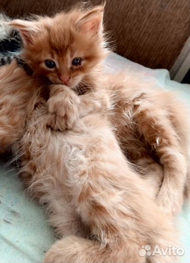 Котята мейн-кун