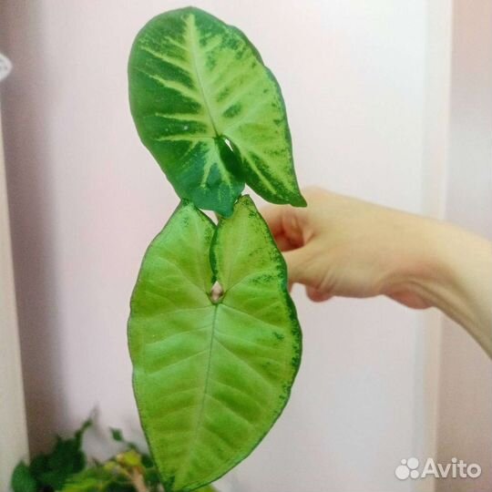 Сингониум Макрофиллум, Золотая Венеция, Пинк