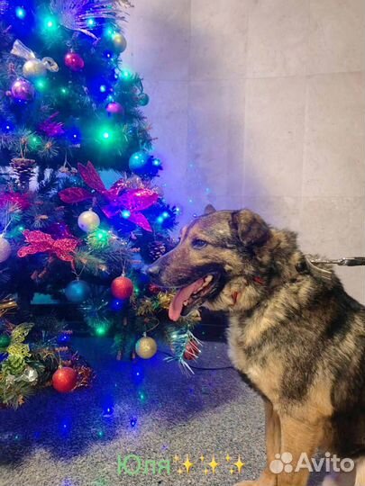 Собака в добрые руки