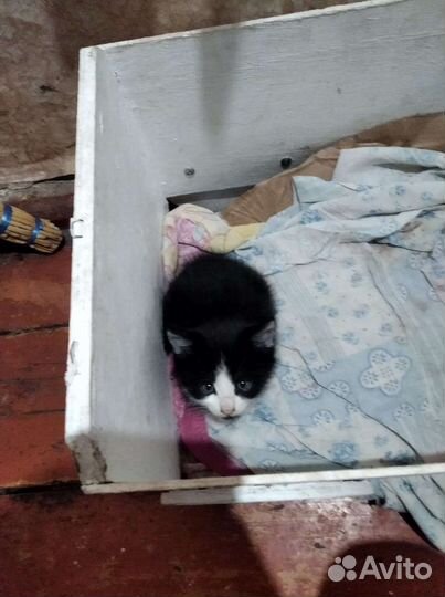 Домик для кошки бесплатно