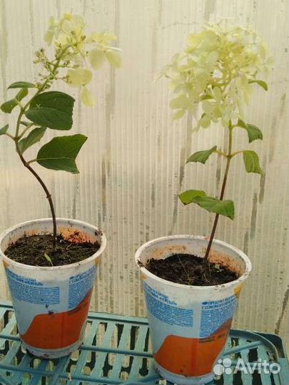 Гортензия дейция