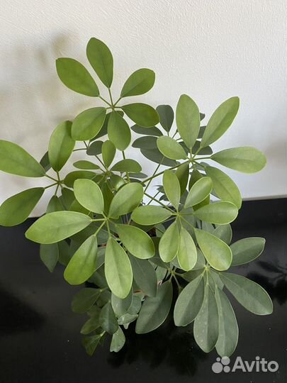 Комнатные цветы шефлера