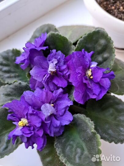 Фиалки сортовые