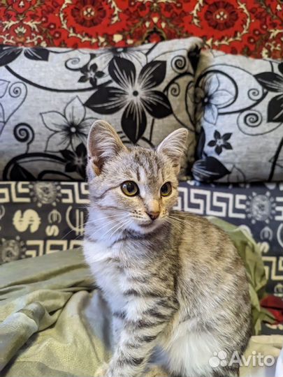 Кошка в дар