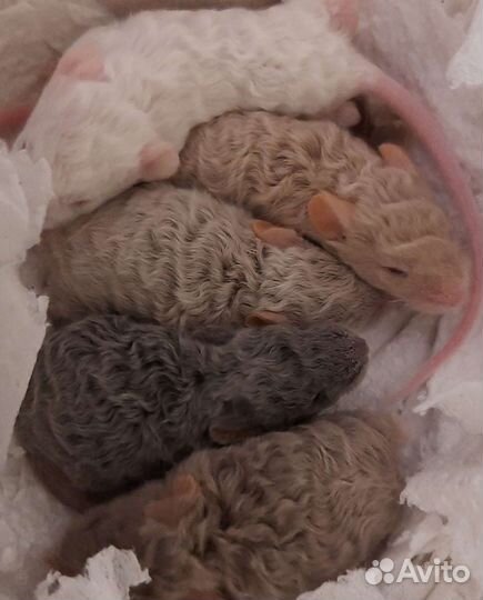 Декоративные мыши рекс