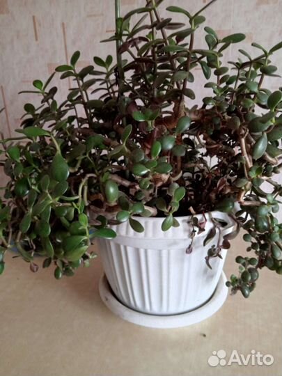 Толстянка(денежное дерево)