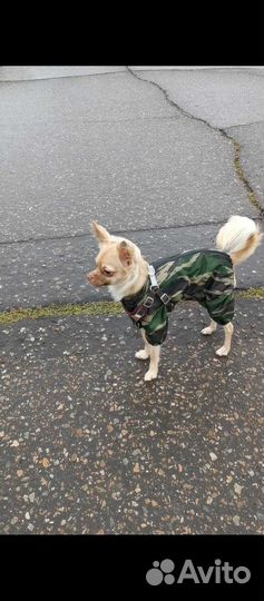 Дождевик для собаки Gamma