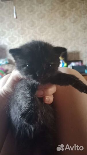Продам котят
