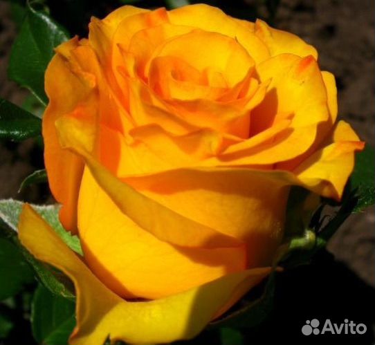 Саженцы роз