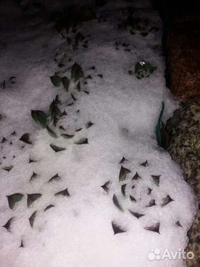 Молодило(каменная роза)