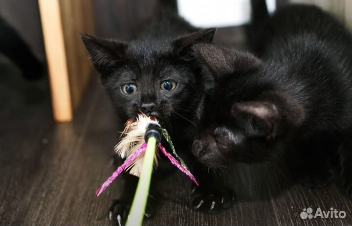 Черный котенок девочка 3 мес привита
