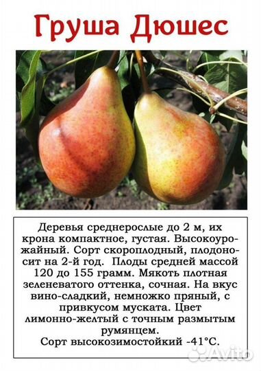 Саженцы груши