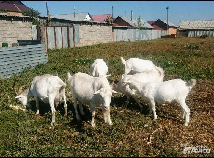Козы Зааненской породы