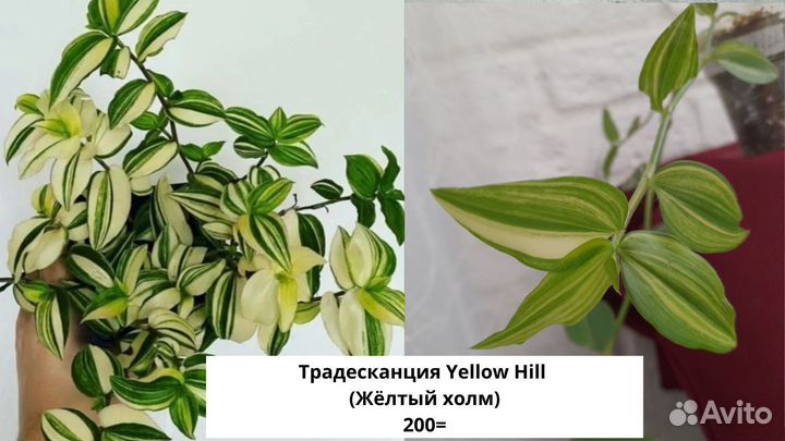 Традесканции сортовые и каллизии