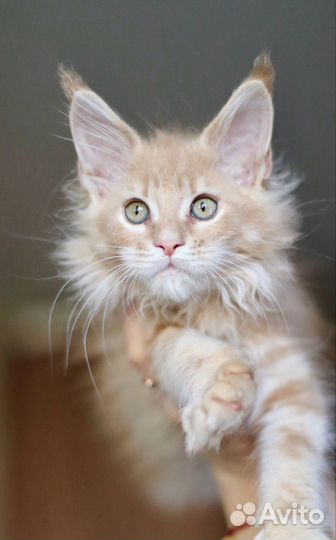 Мейн-кун кошечка в совладение