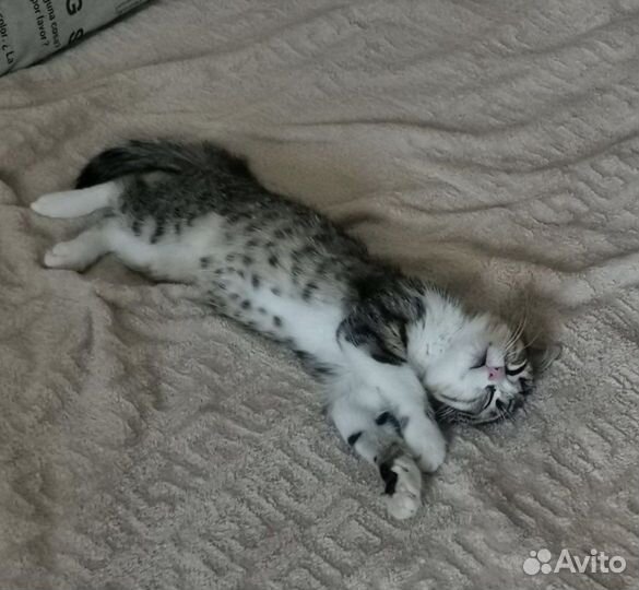 Котёнок в добрые руки