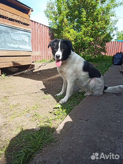 Собаки бесплатно в добрые руки