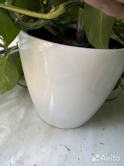 Цветок в горшке