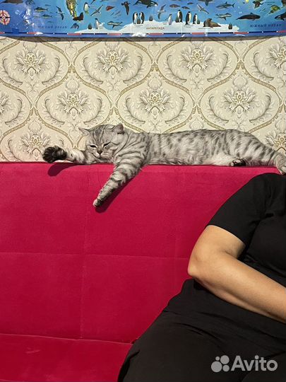 Шотландская