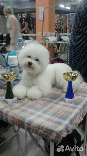 Бишон фризе