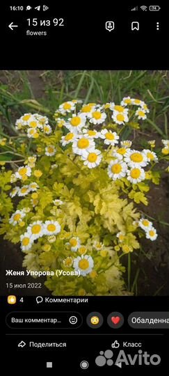 Саженцы садовой ромашки низкорослой