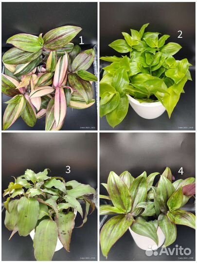 Традесканция редкие сорта более 40 разновидностей