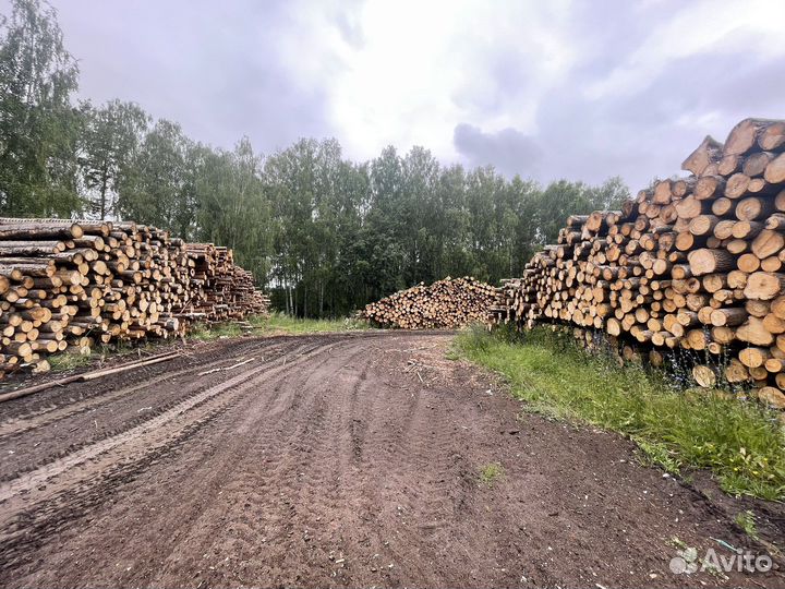 Пиловочник Осиновый