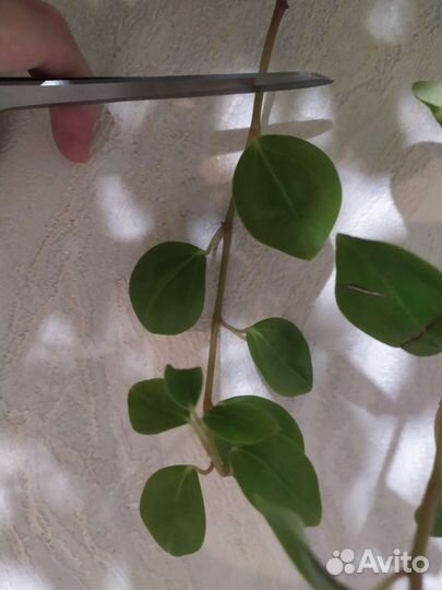 Пеперомия ампельная