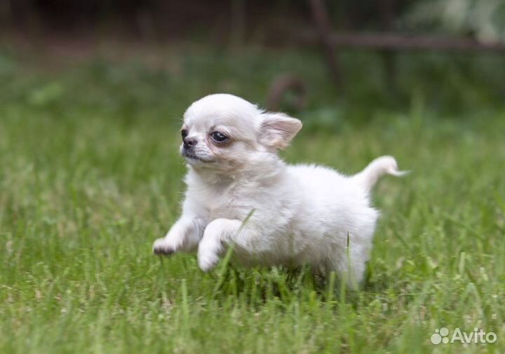 Чихуахуа мини мальчик