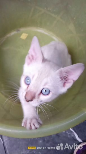 Бенгальский Снежный Барс