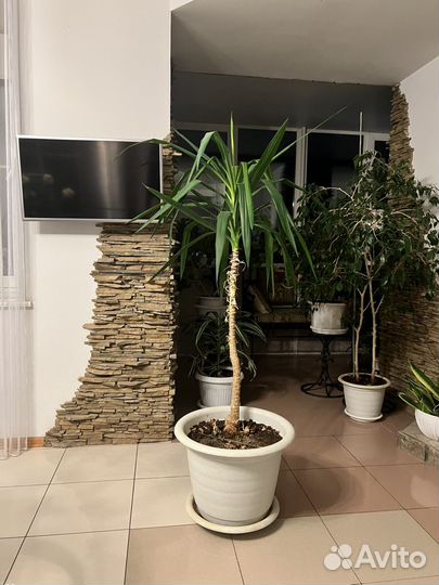 Цветы юка взрослый 1,9 метра